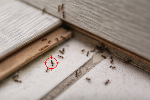 Best Best Pest Control Companies  in Ladera, CA