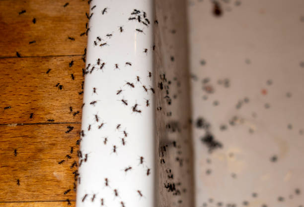 Best Commercial Pest Control Services  in Ladera, CA
