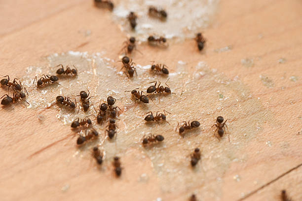 Best Termite Control Services  in Ladera, CA
