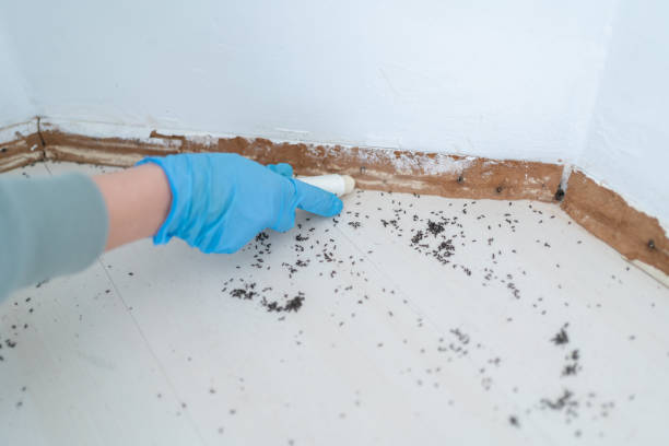 Best Wasp Removal Services  in Ladera, CA